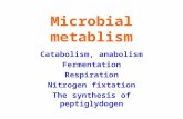 Microbial metablism Catabolism, anabolism Fermentation Respiration Nitrogen fixtation The synthesis of peptiglydogen.
