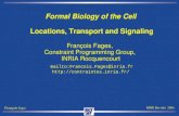 François Fages MPRI Bio-info 2006 Formal Biology of the Cell Locations, Transport and Signaling François Fages, Constraint Programming Group, INRIA Rocquencourt.