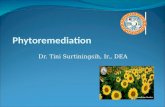 Phytoremediation Dr. Tini Surtiningsih, Ir., DEA.