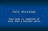 Cell Division Your body is composed of more than a billion cells.