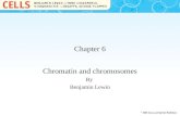 Chapter 6 Chromatin and chromosomes By Benjamin Lewin.