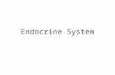 Endocrine System. Consists of several glands located in various parts of the body Specific Glands –Hypothalamus –Pituitary –Thyroid –Parathyroid –Adrenal.