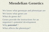 Mendelian Genetics We know what genotype and phenotype are We know what genes are What do genes do? Genes provide the instructions for an organism’s potential.