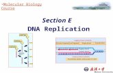 Section E DNA Replication Molecular Biology Course.