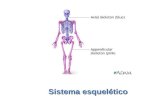 Lesson Overview Lesson Overview The Skeletal System Lesson Overview Lesson Overview The Skeletal System Sistema esquelético.