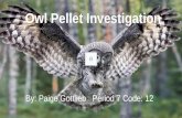 Owl Pellet Investigation By: Paige Gottlieb Period 7 Code: 12.