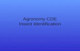 Agronomy CDE Insect Identification. Click here for the answer Larva stage.