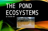 THE POND ECOSYSTEMS By oliviab 4JD. CONTENTS PAGE What is an ecosystem ? Our investigation Where we caught our water sample What we found What we discovered.