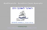 Nudibranchs - Sunshine Coast Australia מקור הצילומים - .