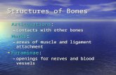Structures of Bones Articulations: Articulations: –contacts with other bones Marks: Marks: –areas of muscle and ligament attachment Foraminae: Foraminae: