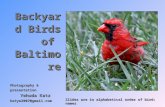 1 Backyard Birds ofBaltimore Photography & presentation Yehuda Katz katye2007@gmail.com Fall 2011 Slides are in alphabetical order of bird names.