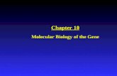 Chapter 10 Molecular Biology of the Gene. Molecular Biology: Study of DNA and how it serves as the molecular basis of heredity. In 1920s it became clear.