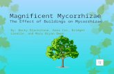 Magnificent Mycorrhizae The Effect of Buildings on Mycorrhizae By: Becky Blackstone, Anna Cox, Bridget Lavelle, and Mary Bryan Owen.