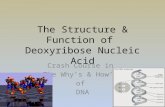 The Structure & Function of Deoxyribose Nucleic Acid Crash Course in The Why’s & How’s of DNA.