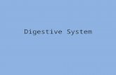 Digestive System. Gastrointestinal (GI) Tract GI or alimentary canal – continuous, coiled, hollow tube that winds through ventral body cavity from mouth.