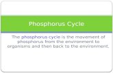 The phosphorus cycle is the movement of phosphorus from the environment to organisms and then back to the environment. Phosphorus Cycle.