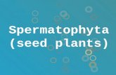 Spermatophyta (seed plants). Characteristics oVascular plant characterized by seed (Spermatophyta) oThey don’t have real flower (they only have cone/strobilus)
