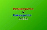 Prokaryotic & Eukaryotic Cells. In your notes, set up a chart that looks like this… Prokaryotic Eukaryotic.