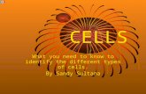 CELLS What you need to know to identify the different types of cells. By Sandy Sultana.
