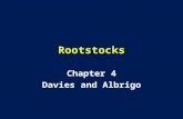 Rootstocks Chapter 4 Davies and Albrigo. Seedling Trees Problems –Protracted Juvenility Thorns Non-precocious –Soil related.