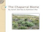 The Chaparral Biome By Sarah Ziemba & Kathleen Mai.