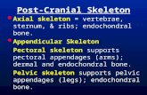 Post-Cranial Skeleton  Axial skeleton = vertebrae, sternum, & ribs; endochondral bone.  Appendicular Skeleton Pectoral skeleton supports pectoral appendages.
