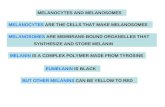 MELANOCYTES AND MELANOSOMES MELANOCYTES ARE THE CELLS THAT MAKE MELANOSOMES MELANOSOMES ARE MEMBRANE-BOUND ORGANELLES THAT SYNTHESIZE AND STORE MELANIN.