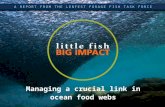 Little Fish, Big Impact  A SUMMARY OF NEW SCIENTIFIC ANALYSIS Managing a crucial link in ocean food webs A REPORT FROM THE LENFEST FORAGE FISH TASK FORCE.