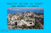 POULTRY SECTOR IN TURKEY AND MARKET CLIMATE PREPARED BY : AYHAN KINDAP / CP TURKEY JUNE 23 2009.