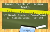Human Teeth VS. Animal Teeth 1 st Grade Student PowerPoint By: Allison LeCoq - EDT 610.