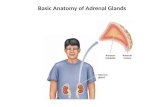 Basic Anatomy of Adrenal Glands. Hormones of the Adrenal Cortex All adrenocortical hormones are steroids (fat soluble). Three groups: Glucocorticoids.