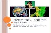 S OMEWHERE... O VER THE BRAINBOW... The Central Nervous System, Peripheral Nervous System, the Neuron, and other stuff!