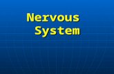 Nervous System. B. Supporting cells of the CNS Oligodendrocytes Astrocytes: protoplasmic fibrous fibrousMicroglia Ependymal cells.