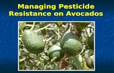 Managing Pesticide Resistance on Avocados. Eduardo Humeres, Joseph Morse, Alan Urena, Lindsay Robinson, Pam Watkins, Paul Flores, Darren Anderson University.