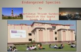 Endangered Species By Kartikeya Thiyam Sundaram Shaurish Das Gupta Grade VII - B G.D.Goenka World School, Gurgaon, India.