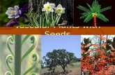 Vascular Plants with Seeds. Two main types 1. Gymnosperms 2. Angiosperms.