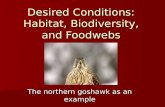 The northern goshawk as an example Desired Conditions: Habitat, Biodiversity, and Foodwebs