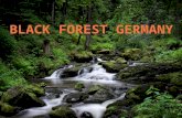 Black Forest Topics of Discussion The Black Forest in Summary The Name Plants and Vegetation Food Web Pre-historical Forest Uses Historical Forest Uses.