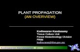 Kodiswaran Kandasamy © 2006 Kodiswaran Kandasamy Tissue Culture Unit Forest Biotechnology Division FRIM kodiswaran@frim.gov.my PLANT PROPAGATION (AN OVERVIEW)