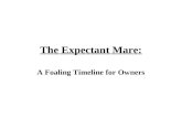 The Expectant Mare: A Foaling Timeline for Owners.