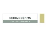 CHAPTER 10 SECTION 5 ECHINODERMS. CHARACTERISTICS OF ECHINODERMS Phyla: Echinodermata Characteristics Invertebrates Internal skeleton Water vascular system.