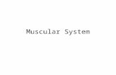 Muscular System. Muscle Facts There are over 600 different muscles in the human body Body contains three muscle types: skeletal, cardiac, and smooth Skeletal.