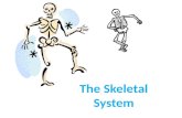 The Skeletal System. Appendicular Skeleton The appendicular skeleton is made up of the bones of the limbs and their supporting elements (girdles) that.