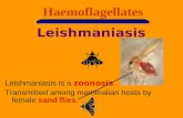 1 Haemoflagellates Leishmaniasis Leishmaniasis is a zoonosis. Transmitted among mammalian hosts by female sand flies.