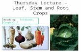 Thursday Lecture – Leaf, Stem and Root Crops Reading: Textbook, Chapter 7.