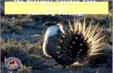 The National Greater Sage-Grouse Planning Strategy.