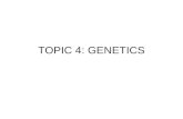 TOPIC 4: GENETICS. 4.1: Chromosomes, genes, alleles and mutations.