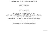 ESSENTIALS OF GLYCOBIOLOGY LECTURE 31 MAY 6, 2004 Richard D. Cummings, Ph.D. University of Oklahoma Health Sciences Center College of Medicine Oklahoma.