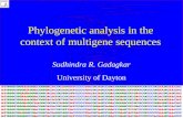 Phylogenetic analysis in the context of multigene sequences Sudhindra R. Gadagkar University of Dayton.