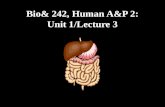 Bio& 242, Human A&P 2: Unit 1/Lecture 3. Anatomy of the Large Intestine The large intestine (colon) extends from the ileocecal sphincter to the anus.